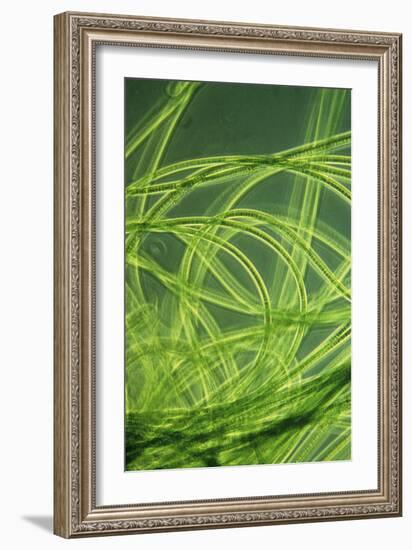 LM of Filamentous Blue-green Algae-Sinclair Stammers-Framed Photographic Print