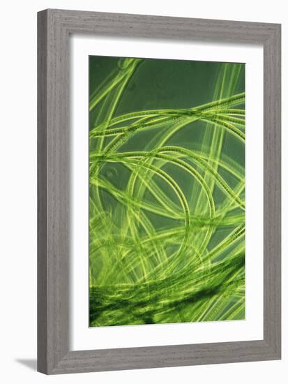 LM of Filamentous Blue-green Algae-Sinclair Stammers-Framed Photographic Print