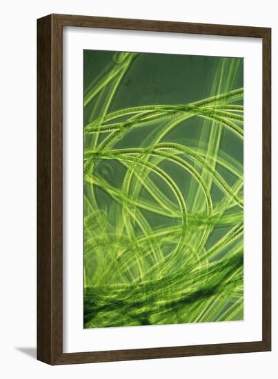 LM of Filamentous Blue-green Algae-Sinclair Stammers-Framed Photographic Print