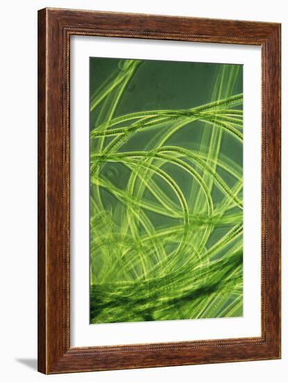 LM of Filamentous Blue-green Algae-Sinclair Stammers-Framed Photographic Print