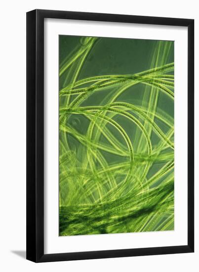 LM of Filamentous Blue-green Algae-Sinclair Stammers-Framed Photographic Print