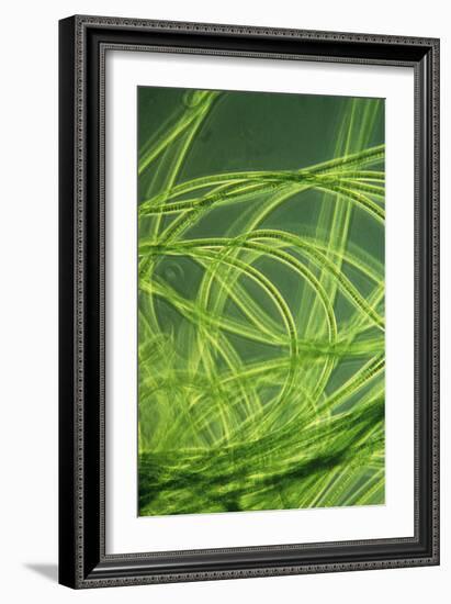 LM of Filamentous Blue-green Algae-Sinclair Stammers-Framed Photographic Print