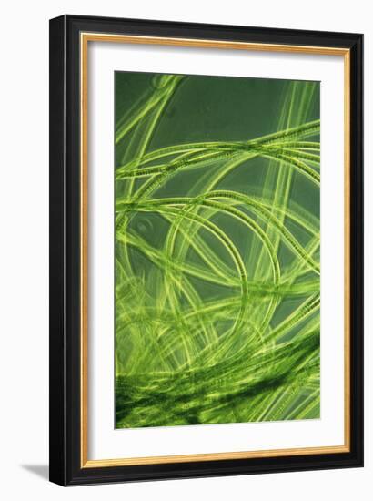 LM of Filamentous Blue-green Algae-Sinclair Stammers-Framed Photographic Print