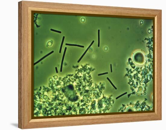 LM of Lactobacillus Bulgaricus Bacteria-John Walsh-Framed Premier Image Canvas