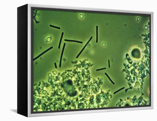 LM of Lactobacillus Bulgaricus Bacteria-John Walsh-Framed Premier Image Canvas