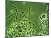 LM of Lactobacillus Bulgaricus Bacteria-John Walsh-Mounted Photographic Print