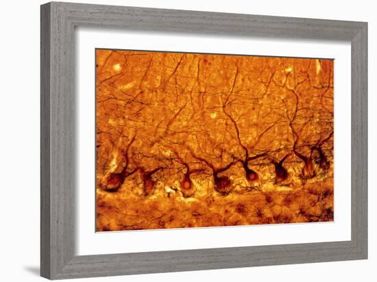 LM of Purkinje Nerves Cells In the Cerebe-Volker Steger-Framed Photographic Print