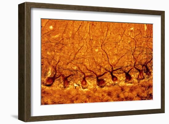 LM of Purkinje Nerves Cells In the Cerebe-Volker Steger-Framed Photographic Print