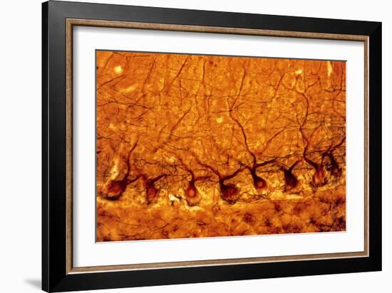 LM of Purkinje Nerves Cells In the Cerebe-Volker Steger-Framed Photographic Print