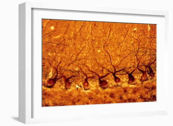 LM of Purkinje Nerves Cells In the Cerebe-Volker Steger-Framed Photographic Print