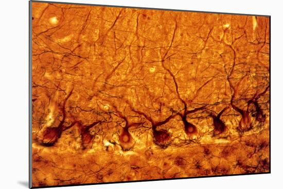 LM of Purkinje Nerves Cells In the Cerebe-Volker Steger-Mounted Photographic Print