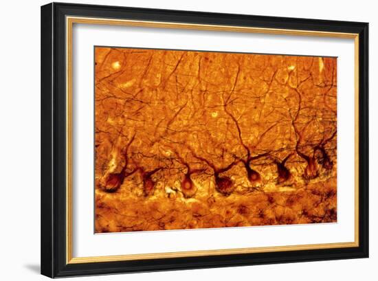 LM of Purkinje Nerves Cells In the Cerebe-Volker Steger-Framed Photographic Print