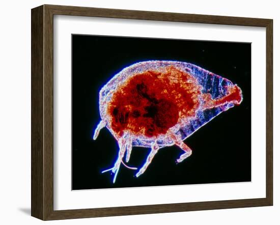 LM of the Grape Phylloxerid Insect, Phylloxera Sp.-PASIEKA-Framed Photographic Print