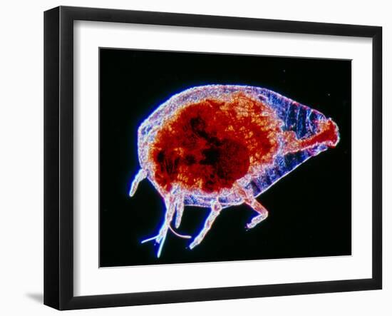 LM of the Grape Phylloxerid Insect, Phylloxera Sp.-PASIEKA-Framed Photographic Print