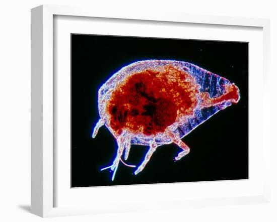 LM of the Grape Phylloxerid Insect, Phylloxera Sp.-PASIEKA-Framed Photographic Print