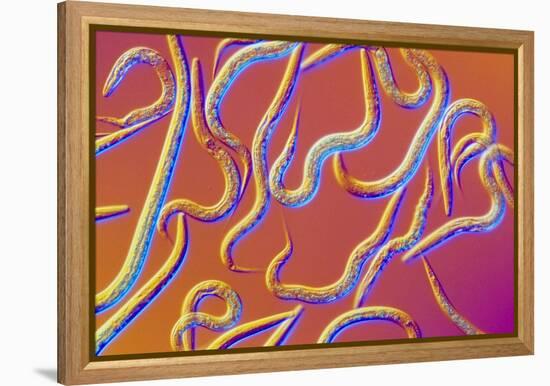 LM of the Nematode Worm, Caenorhabditis Elegans-Sinclair Stammers-Framed Premier Image Canvas