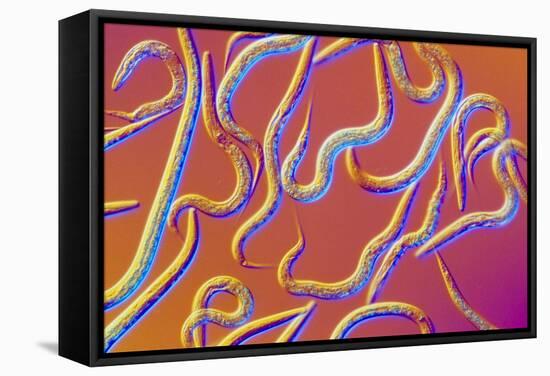 LM of the Nematode Worm, Caenorhabditis Elegans-Sinclair Stammers-Framed Premier Image Canvas