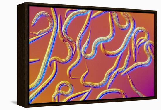 LM of the Nematode Worm, Caenorhabditis Elegans-Sinclair Stammers-Framed Premier Image Canvas