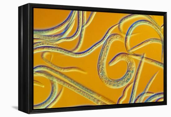 LM of the Nematode Worm, Caenorhabditis Elegans-Sinclair Stammers-Framed Premier Image Canvas