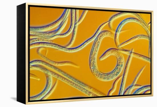 LM of the Nematode Worm, Caenorhabditis Elegans-Sinclair Stammers-Framed Premier Image Canvas