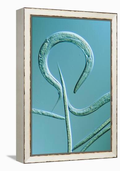 LM of the Nematode Worm, Caenorhabditis Elegans-Sinclair Stammers-Framed Premier Image Canvas