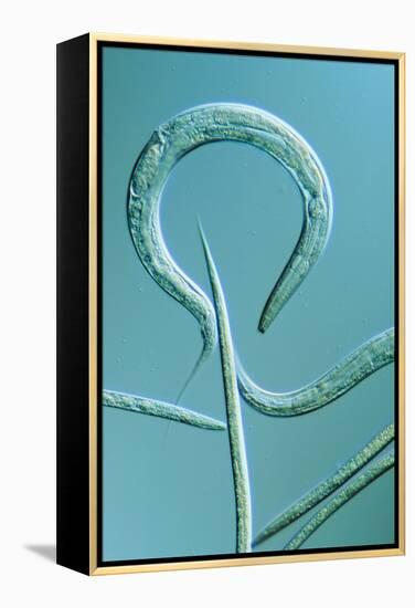 LM of the Nematode Worm, Caenorhabditis Elegans-Sinclair Stammers-Framed Premier Image Canvas