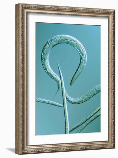 LM of the Nematode Worm, Caenorhabditis Elegans-Sinclair Stammers-Framed Premium Photographic Print