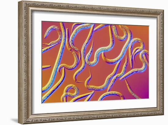 LM of the Nematode Worm, Caenorhabditis Elegans-Sinclair Stammers-Framed Photographic Print