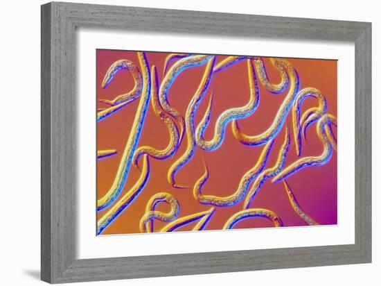 LM of the Nematode Worm, Caenorhabditis Elegans-Sinclair Stammers-Framed Photographic Print