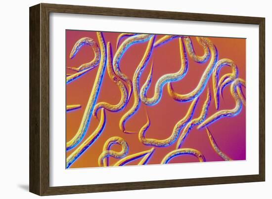 LM of the Nematode Worm, Caenorhabditis Elegans-Sinclair Stammers-Framed Photographic Print