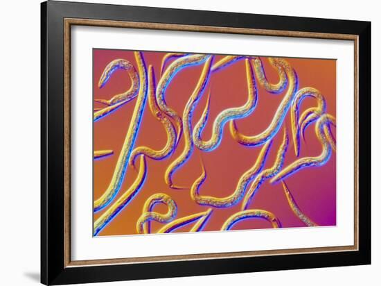 LM of the Nematode Worm, Caenorhabditis Elegans-Sinclair Stammers-Framed Photographic Print