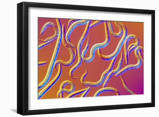 LM of the Nematode Worm, Caenorhabditis Elegans-Sinclair Stammers-Framed Photographic Print