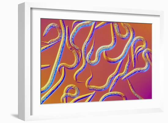 LM of the Nematode Worm, Caenorhabditis Elegans-Sinclair Stammers-Framed Photographic Print