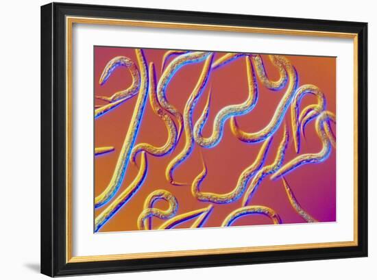 LM of the Nematode Worm, Caenorhabditis Elegans-Sinclair Stammers-Framed Photographic Print