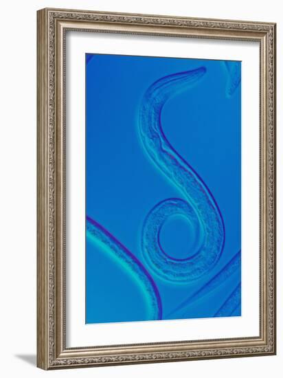 LM of the Nematode Worm, Caenorhabditis Elegans-Sinclair Stammers-Framed Photographic Print