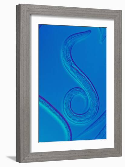 LM of the Nematode Worm, Caenorhabditis Elegans-Sinclair Stammers-Framed Photographic Print