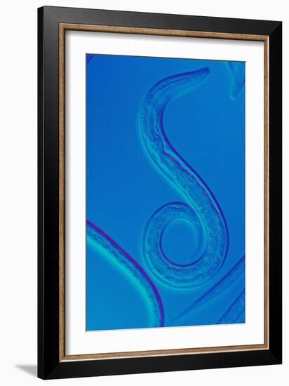 LM of the Nematode Worm, Caenorhabditis Elegans-Sinclair Stammers-Framed Photographic Print