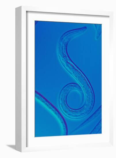 LM of the Nematode Worm, Caenorhabditis Elegans-Sinclair Stammers-Framed Photographic Print