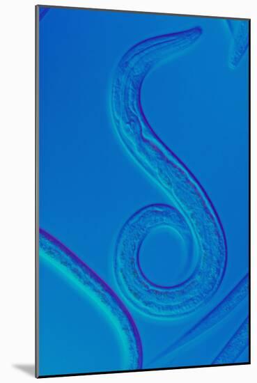 LM of the Nematode Worm, Caenorhabditis Elegans-Sinclair Stammers-Mounted Photographic Print