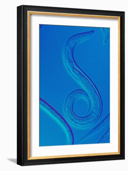 LM of the Nematode Worm, Caenorhabditis Elegans-Sinclair Stammers-Framed Photographic Print