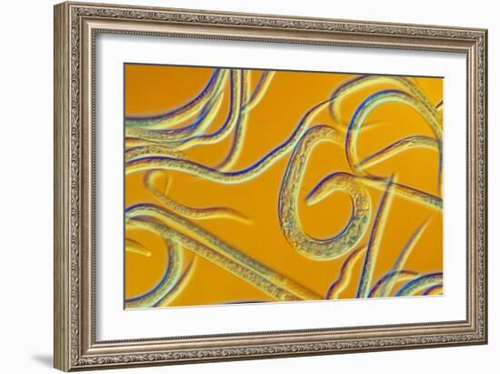 LM of the Nematode Worm, Caenorhabditis Elegans-Sinclair Stammers-Framed Photographic Print