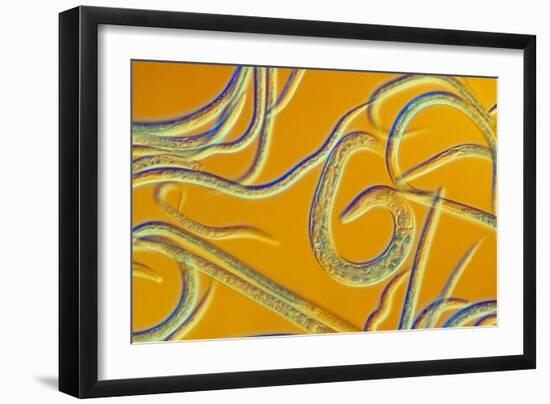 LM of the Nematode Worm, Caenorhabditis Elegans-Sinclair Stammers-Framed Photographic Print