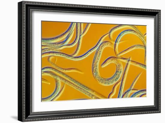 LM of the Nematode Worm, Caenorhabditis Elegans-Sinclair Stammers-Framed Photographic Print