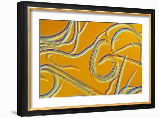 LM of the Nematode Worm, Caenorhabditis Elegans-Sinclair Stammers-Framed Photographic Print