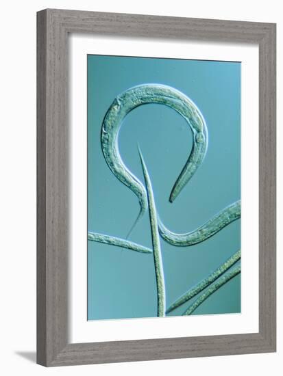 LM of the Nematode Worm, Caenorhabditis Elegans-Sinclair Stammers-Framed Photographic Print