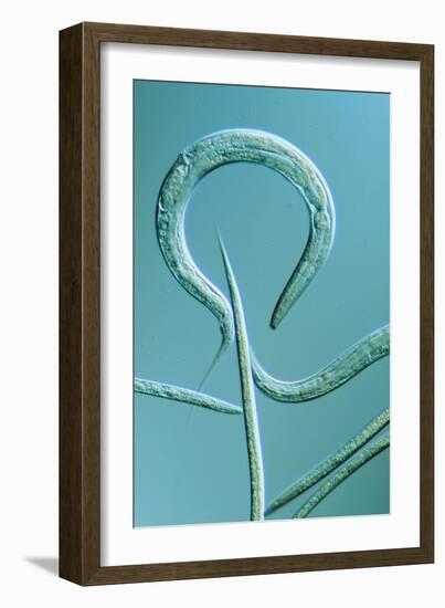 LM of the Nematode Worm, Caenorhabditis Elegans-Sinclair Stammers-Framed Photographic Print