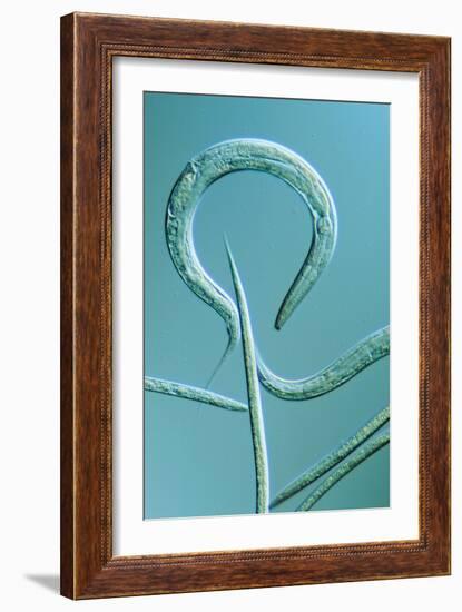 LM of the Nematode Worm, Caenorhabditis Elegans-Sinclair Stammers-Framed Photographic Print