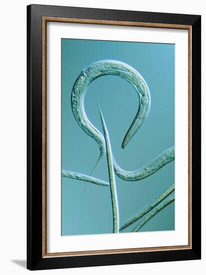 LM of the Nematode Worm, Caenorhabditis Elegans-Sinclair Stammers-Framed Photographic Print