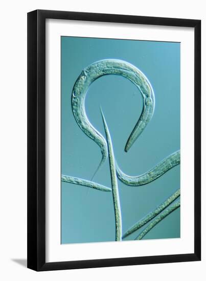 LM of the Nematode Worm, Caenorhabditis Elegans-Sinclair Stammers-Framed Photographic Print