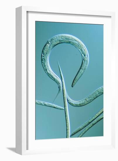 LM of the Nematode Worm, Caenorhabditis Elegans-Sinclair Stammers-Framed Photographic Print